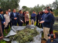 HOY, EN LA VISITA A LA ALMAZARA PAGO LAS MONJAS
