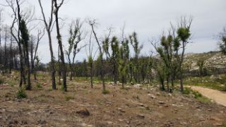 EJECUTADAS POR EL MINISTERIO DE AGRICULTURA, PESCA Y ALIMENTACIÓN POR VÍA DE EMERGENCIA 