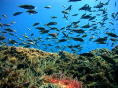 Mañana sábado, 3 de agosto 