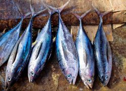 MEDIANTE UNA ORDEN MINISTERIAL PUBLICADA HOY EN EL BOE  