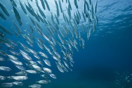 Consejo de Ministros