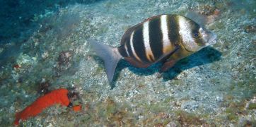 DENTRO DE PLAN DE RECUPERACIÓN, TRANSFORMACIÓN Y RESILIENCIA (PRTR) 