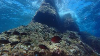 LA RED DE RESERVAS MARINAS DE ESPAÑA CUENTA YA CON DOCE ESPACIOS PROTEGIDOS