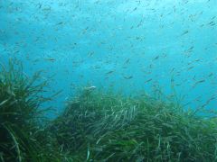 SE HA PUBLICADO HOY EN EL BOE UNA ORDEN MINISTERIAL QUE REGULA LA RESERVA MARINA DE LA ISLA DE TABARCA