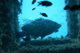 Creada en 1896, fue la primera declarada en España