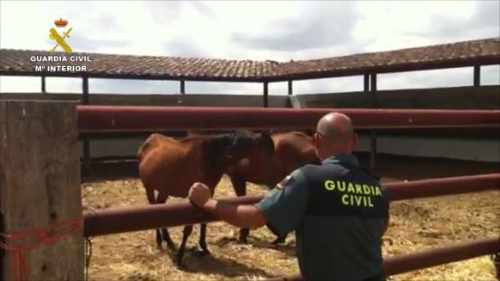 Dia mundial de los animales 04