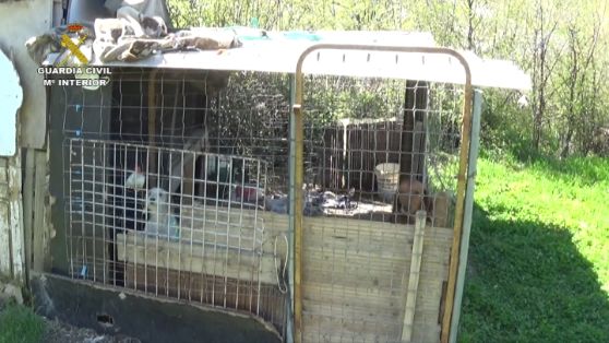 La Guardia Civil detiene a un hombre por entrenar a perros para someterlos a peleas ilegales