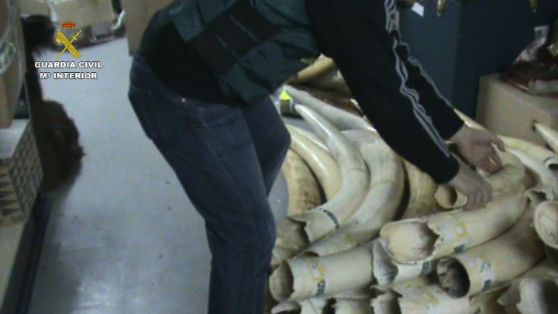 La Guardia Civil incauta 744 kilos de marfil que pretendía ser regularizado de forma fraudulenta