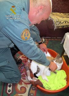 La Guardia Civil investiga a dos personas, por disparar contra un gato doméstico.