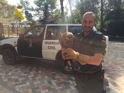 El SEPRONA recupera un Milano Negro (Milvus Migrans).