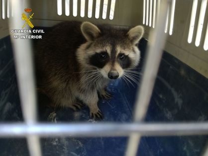 El SEPRONA de la Guardia Civil  recupera un Mapache (Procyon Lotor) y un Gavilán (Accipeiter nisus), La recuperación de estos animales fue posible...