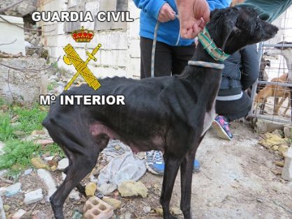 La Guardia Civil, rescata catorce perros, de raza galgo. Los animales se encontraban en claro estado de abandono. Se han instruido Diligencias...