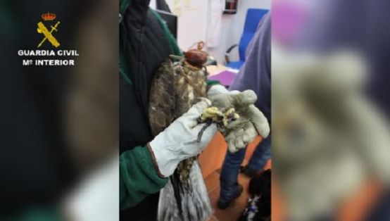 Operación Thunderbird llevada a cabo por el SEPRONA de la Guardia Civil, coordinada por INTERPOL, durante los días 17 al 30 de febrero del año en...