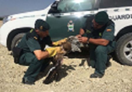 Agentes de la patrulla del SEPRONA de la Guardia Civil, recuperan  un ejemplar de águila culebrera (Circaetus gallicus) catalogada de interés...