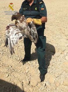 Agentes de la patrulla del SEPRONA de la Guardia Civil, recuperan  un ejemplar de águila culebrera (Circaetus gallicus) catalogada de interés...