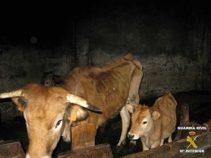 El Seprona de la Guardia Civil procedió a la toma de manifestación de una persona como supuesto autor de un delito de maltrato animal, en una...