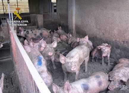 El SEPRONA de la Guardia Civil y gracias a la colaboración ciudadana, ha desarrollado la operación ‘LIXIVIADO’, una investigación dirigida a...