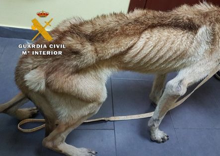 La Guardia Civil detecta a un perro en aparente estado de desnutrición extrema y detiene a su dueño.