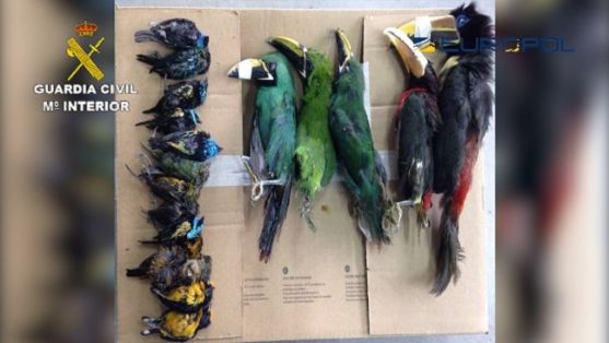 La Guardia Civil, en coordinación con EUROPOL, y con la participación de diversos países de África e Iberoamérica, especialmente México, en el...