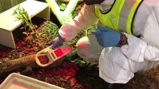 El SEPRONA de la Guardia Civil interviene por primera vez en Europa un ejemplar de Dragón de Komodo, adquirido ilegalmente.