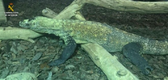 El SEPRONA de la Guardia Civil interviene por primera vez en Europa un ejemplar de Dragón de Komodo, adquirido ilegalmente.