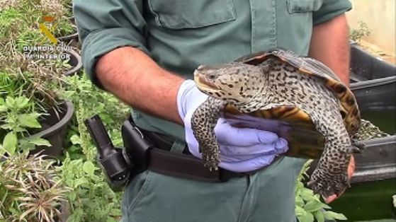 La Guardia Civil, en el marco de la operación COAHUILA, desarticula una de las mayores organizaciones a nivel internacional dedicada al tráfico...