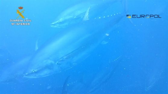 La Guardia Civil, en el marco de la operación TARANTELO, coordinada por Europol, ha desmantelado una red que comercializaba en España atunes que...