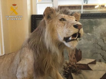 El Servicio de Protección de la Naturaleza de la Guardia Civil Guardia Civil, ha procedido a la intervención de dos leones naturalizados. Las...