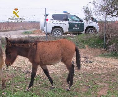 El SEPRONA de la Guardia Civil localiza una serie de animales, abandonados y desnutridos; por lo que se ha instruido Diligencias a un varón en...