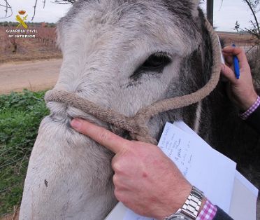 El SEPRONA de la Guardia Civil localiza una serie de animales, abandonados y desnutridos; por lo que se ha instruido Diligencias a un varón en...