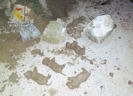 El SEPRONA de la Guardia Civil, dentro de la operación ‘PUPPIES’, investiga a tres personas por sepultar vivos a nueve cachorros de una camada. La...
