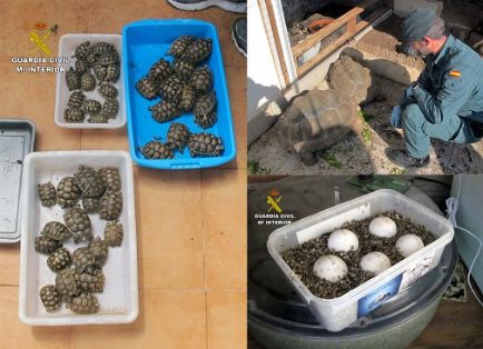 La Guardia Civil, en el marco de la Operación “GRAECA”, desmantela un criadero ilegal de tortugas con cerca de un centenar de especies.