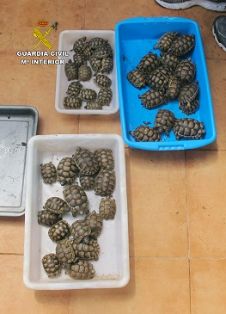 La Guardia Civil, en el marco de la Operación “GRAECA”, desmantela un criadero ilegal de tortugas con cerca de un centenar de especies.