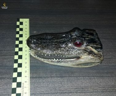 La Guardia Civil recupera dos cabezas disecadas, de caimanes de la Florida (Aligator Sinensis),que se encuentran amparados por el convenio CITES y...