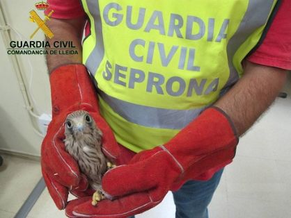 El Equipo del Servicio de Protección de la Naturaleza de la Guardia Civil (SEPRONA), recuperó dos ejemplares de Cernícalo vulgar (Falco tinnunculus).