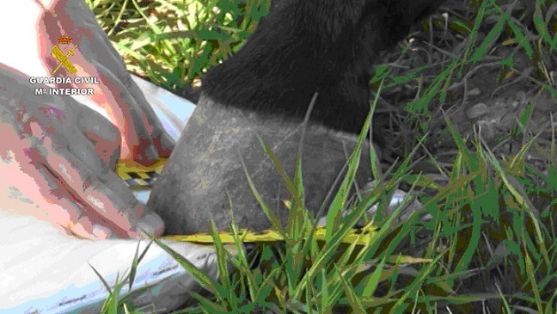 El SEPRONA de la Guardia Civil investiga a un ganadero y a su hijo menor por un delito de incendio forestal, en el que ardieron 16 hectáreas de...