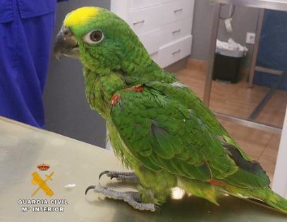 La Guardia Civil detiene a los presuntos autores del robo de 21 aves exóticas, algunas de ellas en peligro de extinción. Todas estas aves portaban...