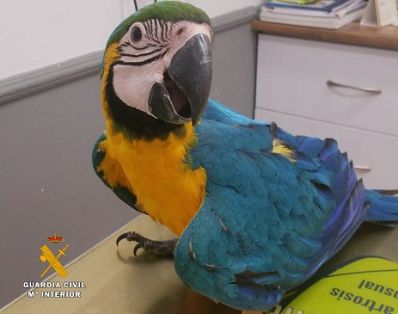 La Guardia Civil detiene a los presuntos autores del robo de 21 aves exóticas, algunas de ellas en peligro de extinción. Todas estas aves portaban...