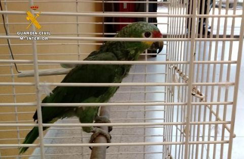 La Guardia Civil detiene a los presuntos autores del robo de 21 aves exóticas, algunas de ellas en peligro de extinción. Todas estas aves portaban...