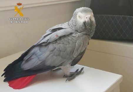 La Guardia Civil detiene a los presuntos autores del robo de 21 aves exóticas, algunas de ellas en peligro de extinción. Todas estas aves portaban...