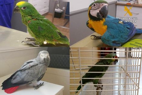 La Guardia Civil detiene a los presuntos autores del robo de 21 aves exóticas, algunas de ellas en peligro de extinción. Todas estas aves portaban...