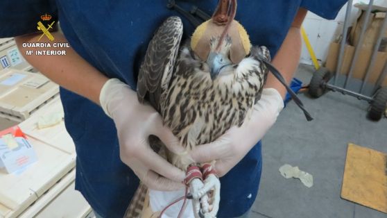 La Guardia Civil desarticula una red criminal dedicada al tráfico ilegal de halcones