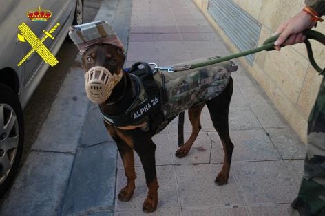 El SEPRONA de la Guardia Civil investiga a dos personas por un presunto delito contra la flora y fauna, por maltrato animal