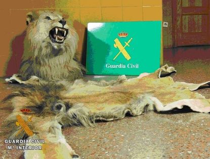 El SEPRONA de la Guardia Civil ha formulado denuncia a la Ley de Represión del Contrabando, a un varón, por tenencia ilícita de una cabeza...