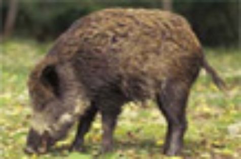 Reunión de seguimiento las enfermedades de loa animales