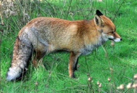 Zorro Vulpes Vulpes envenenado. La Guardia Civil investiga a una persona como supuesto autor de un delito relativo a la protección de la flora,...