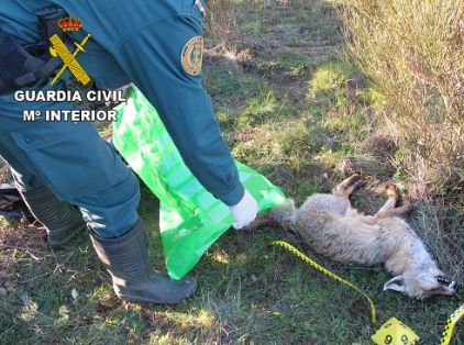 Zorro Vulpes Vulpes envenenado. La Guardia Civil investiga a una persona como supuesto autor de un delito relativo a la protección de la flora,...