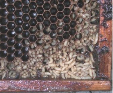 Aethina Tumida larvas en panal