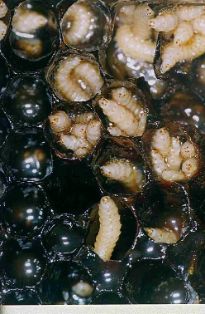 Aethina Tumida larvas en panal 2