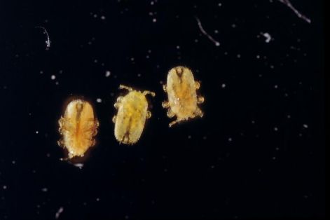 Ácaros adultos Tropilaelaps